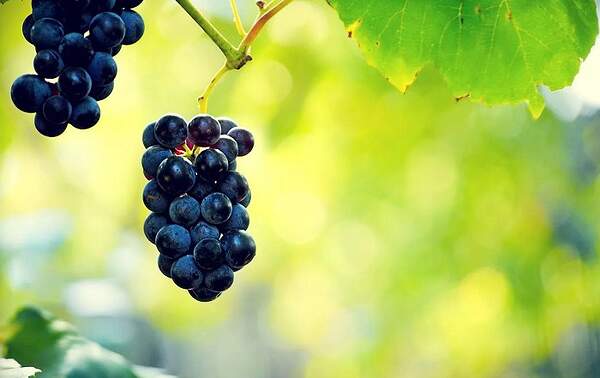 Во время климатического оптимума X—XIII вв. виноград выращивали в Англии, Шотландии и на севере Германии. В XIV в. все эти виноградники погибли